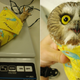 Illustration for article titled Owls are weighed wrapped up in blankets like little bird burritos